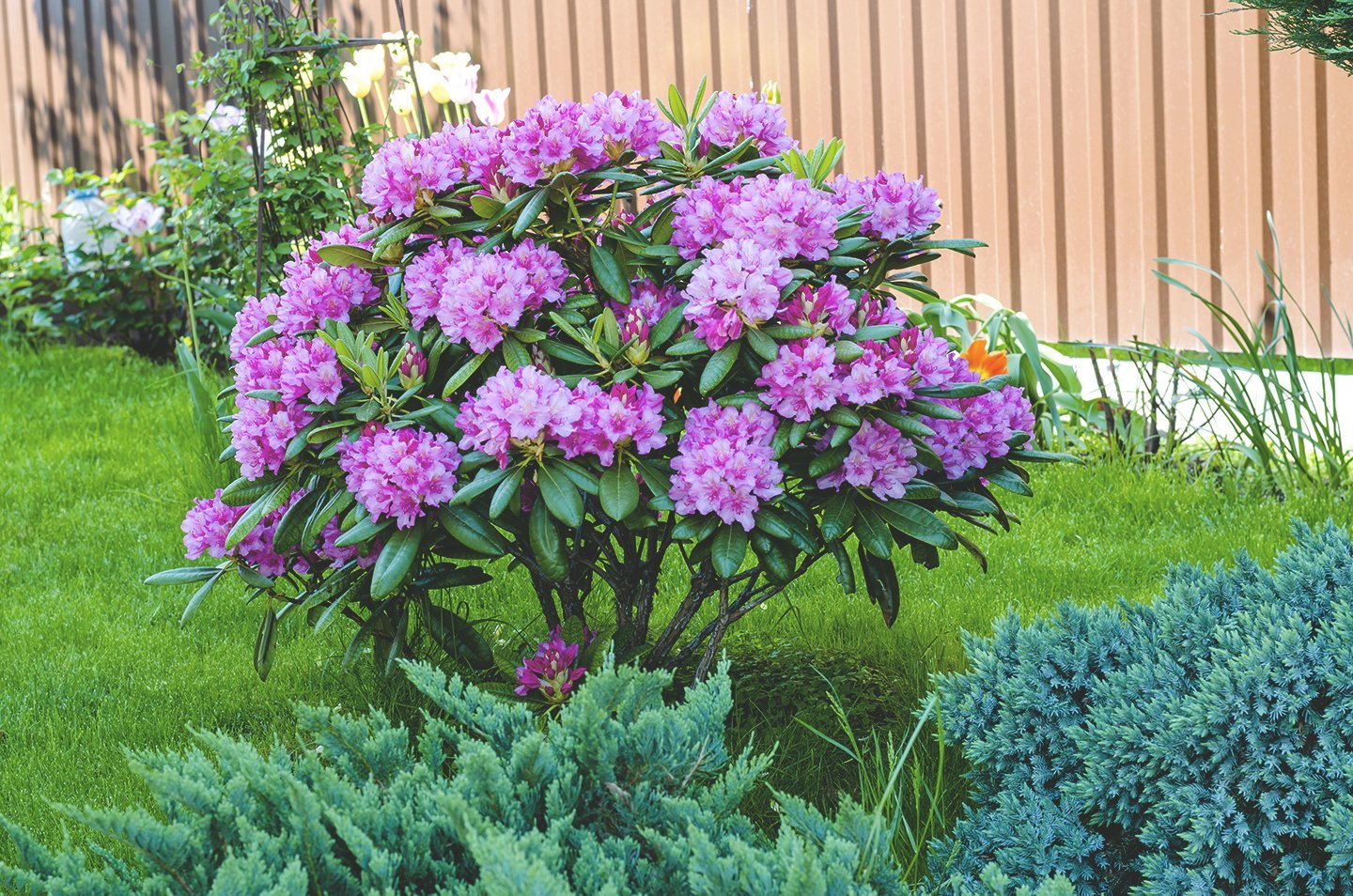 Giftpflanzen Haustiere  Rhododendron