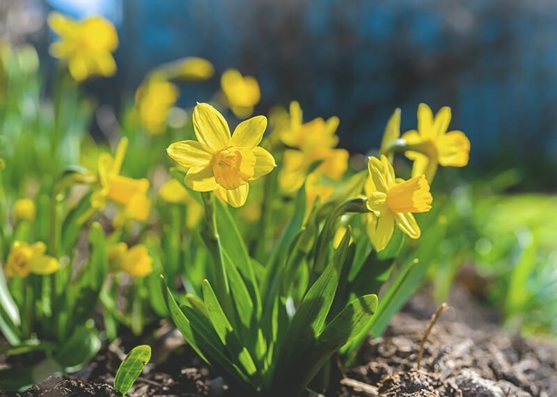 Magazin blumenkalender fruehling adobestock 323024859 v.j.matthew  1 