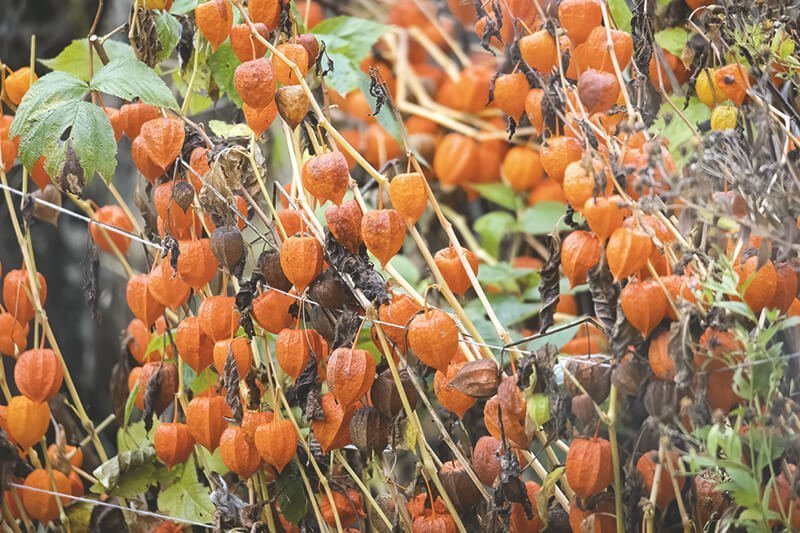 Magazin blumenkalender herbst adobestock 407063648 were  1 