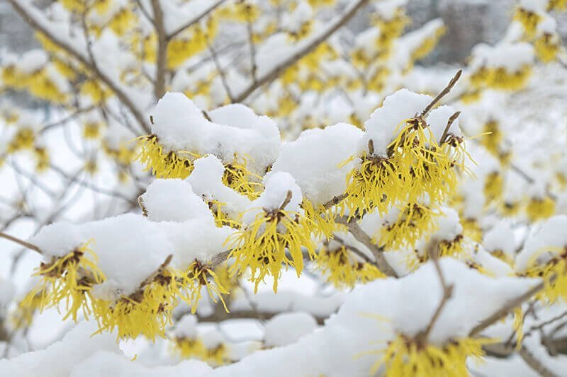 Magazin blumenkalender winter adobestock 191528963 progarten  1   1 