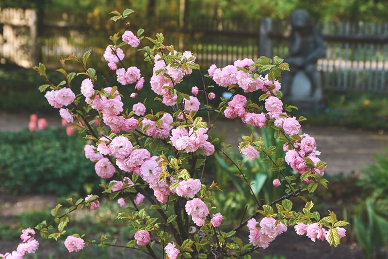 Bäumchen mit rosa Blüten
