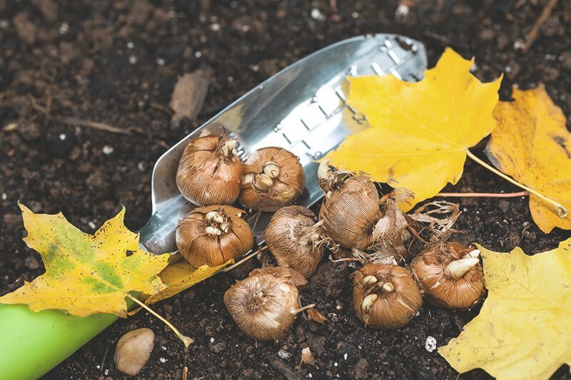 Schaufel mit Blumenzwiebeln